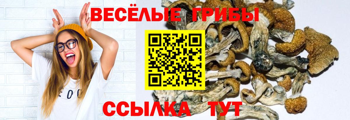 Псилоцибиновые грибы GOLDEN TEACHER  Галлюциногенные грибы прущие грибы  Смоленск  Вход с VPN 